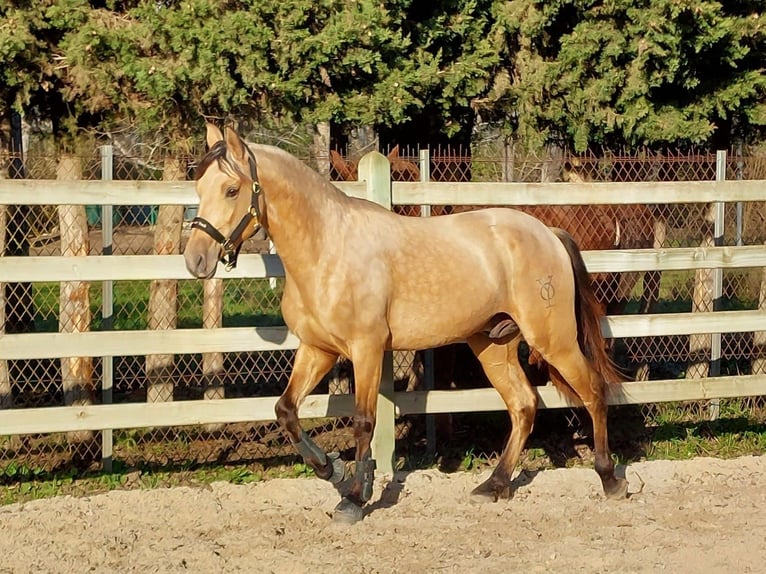 PRE Croisé Étalon 5 Ans 162 cm Isabelle in Hamburg