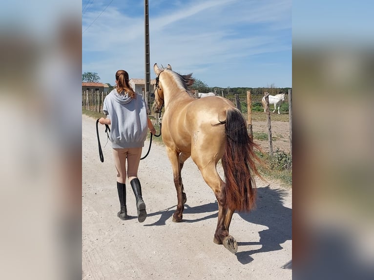 PRE Croisé Étalon 5 Ans 162 cm Isabelle in Hamburg