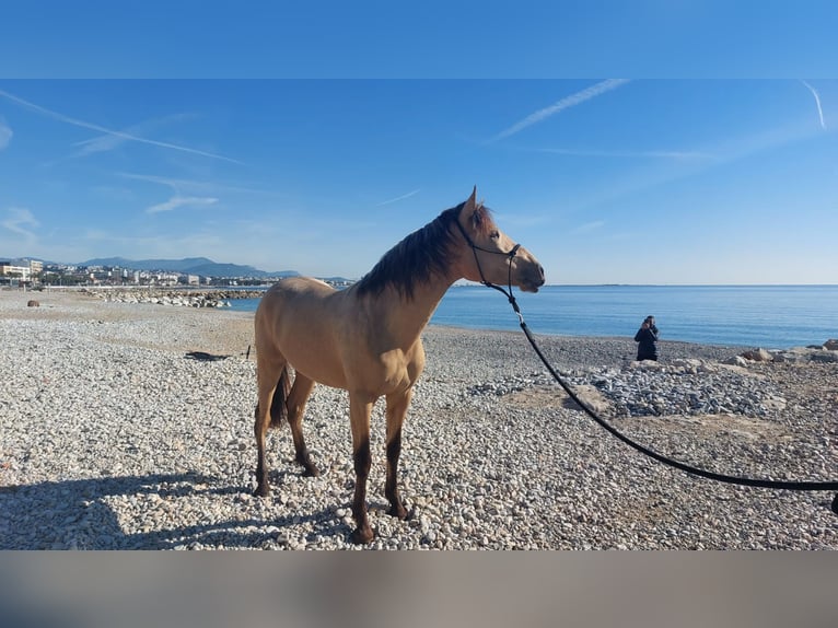 PRE Croisé Étalon 5 Ans 162 cm Isabelle in Hamburg