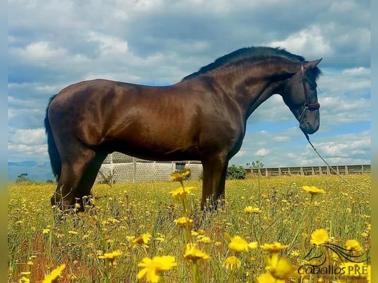 PRE Étalon 5 Ans 162 cm Noir in Badajoz