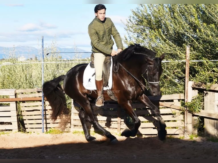 PRE Étalon 5 Ans 162 cm Noir in Provinz Malaga