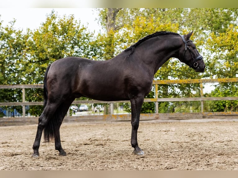 PRE Croisé Étalon 5 Ans 162 cm Noir in Poeldijk