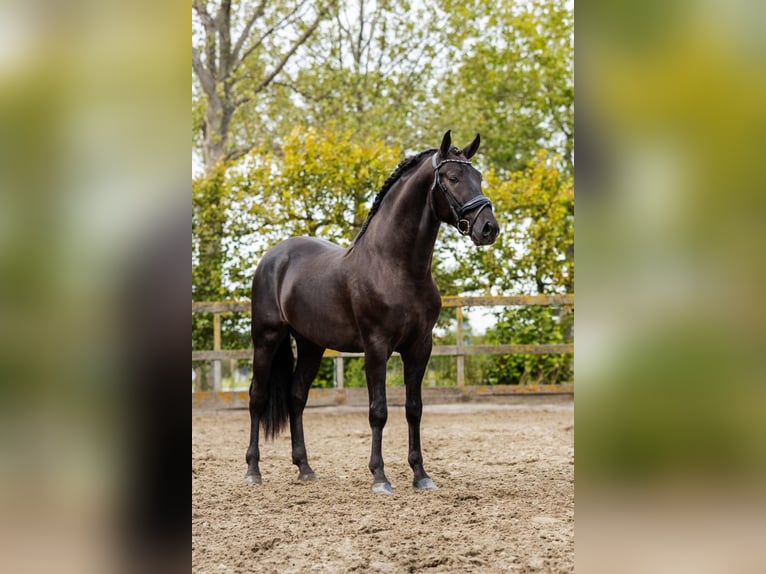 PRE Croisé Étalon 5 Ans 162 cm Noir in Poeldijk