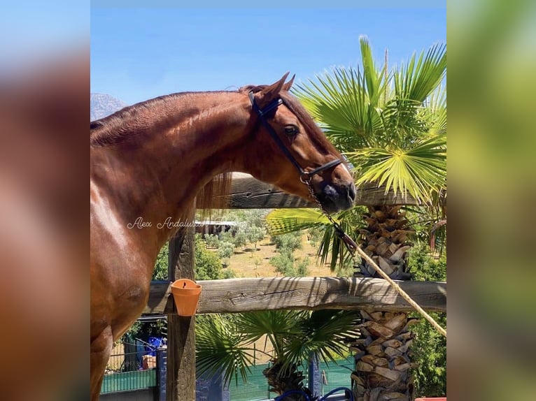 PRE Croisé Étalon 5 Ans 163 cm Alezan in Sevilla