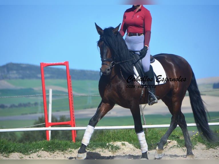 PRE Croisé Étalon 5 Ans 163 cm Bai brun in Vejer de la Frontera