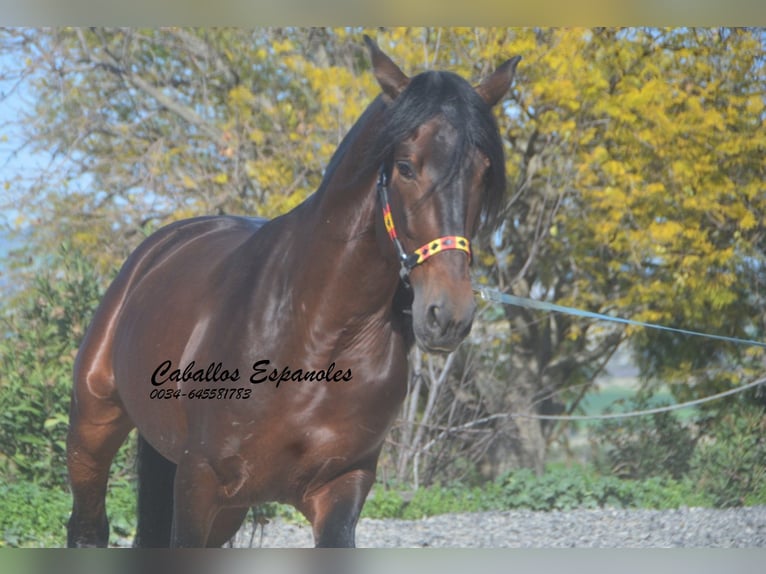 PRE Croisé Étalon 5 Ans 163 cm Bai brun in Vejer de la Frontera