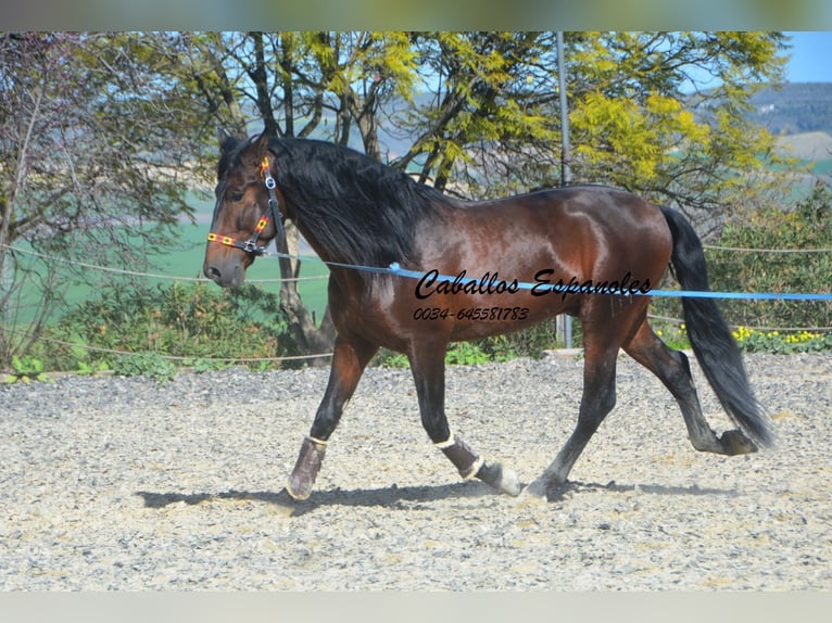 PRE Croisé Étalon 5 Ans 163 cm Bai brun in Vejer de la Frontera