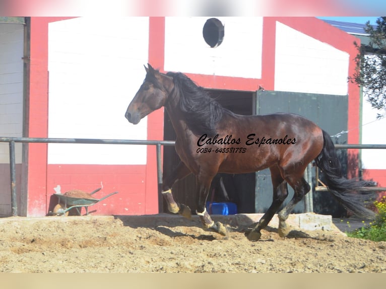PRE Croisé Étalon 5 Ans 163 cm Bai brun in Vejer de la Frontera