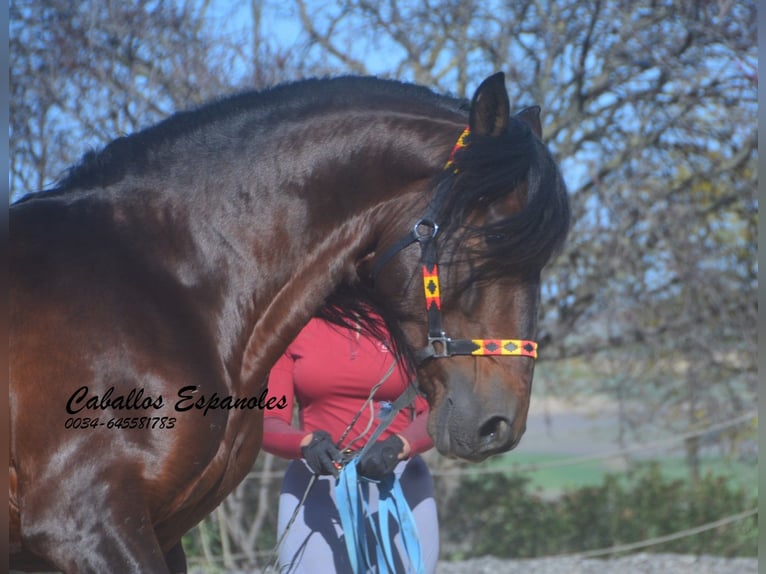 PRE Croisé Étalon 5 Ans 163 cm Bai brun in Vejer de la Frontera