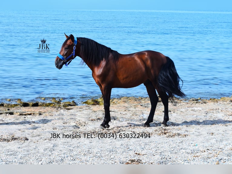 PRE Croisé Étalon 5 Ans 163 cm Bai in Tabernas Almer&#xED;a