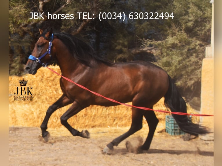 PRE Croisé Étalon 5 Ans 163 cm Bai in Tabernas Almer&#xED;a