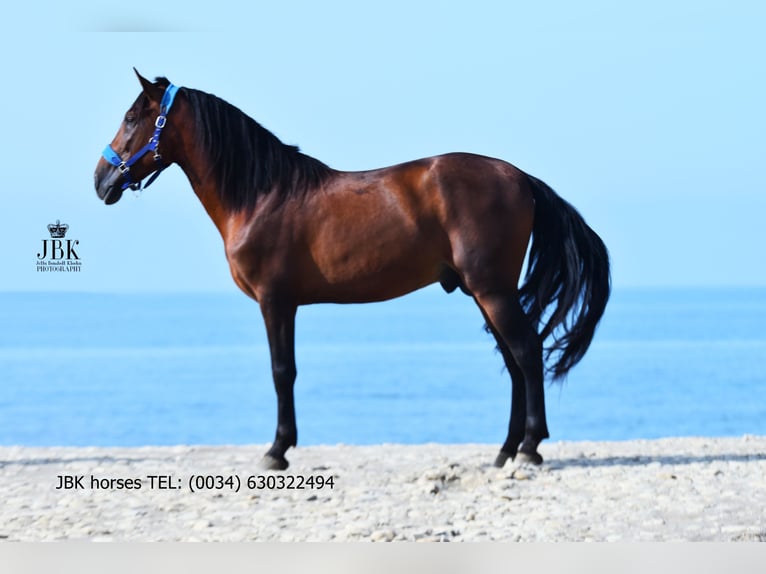 PRE Croisé Étalon 5 Ans 163 cm Bai in Tabernas Almer&#xED;a