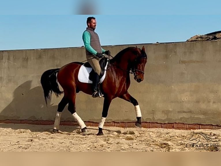 PRE Étalon 5 Ans 163 cm Bai in Merida