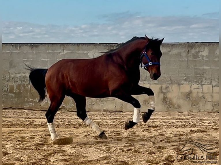 PRE Étalon 5 Ans 163 cm Bai in Merida