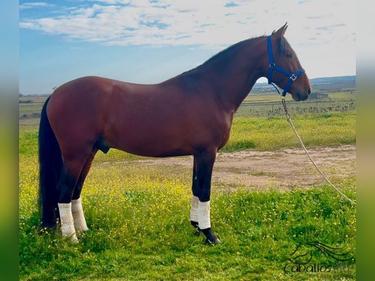 PRE Étalon 5 Ans 163 cm Bai in Merida