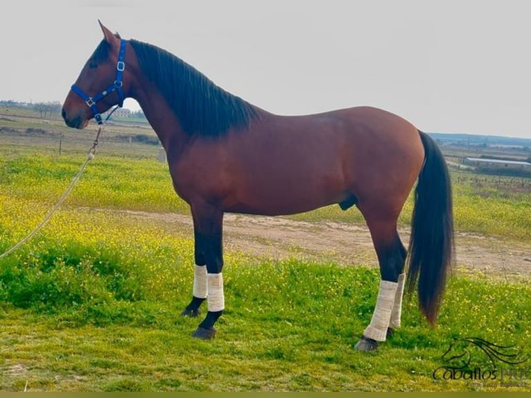 PRE Étalon 5 Ans 163 cm Bai in Merida