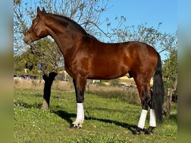 PRE Croisé Étalon 5 Ans 163 cm Bai in Martfeld