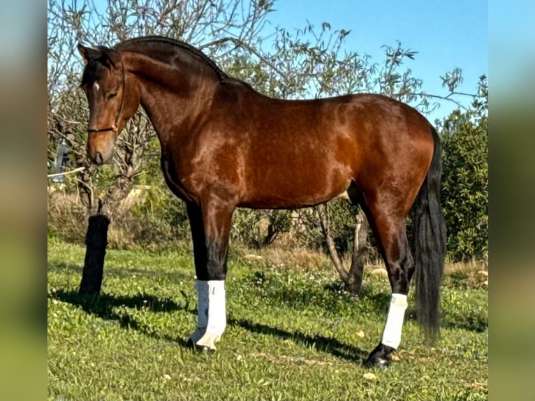 PRE Croisé Étalon 5 Ans 163 cm Bai in Martfeld