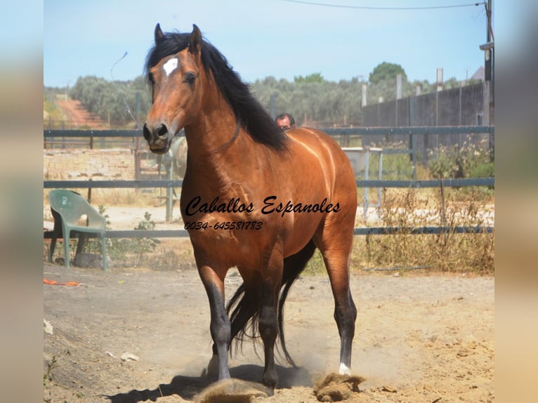 PRE Croisé Étalon 5 Ans 163 cm Buckskin in Vejer de la Frontera