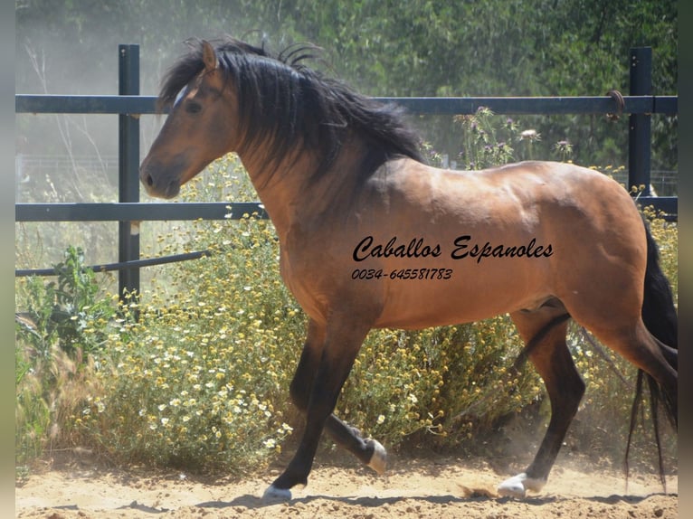 PRE Croisé Étalon 5 Ans 163 cm Buckskin in Vejer de la Frontera