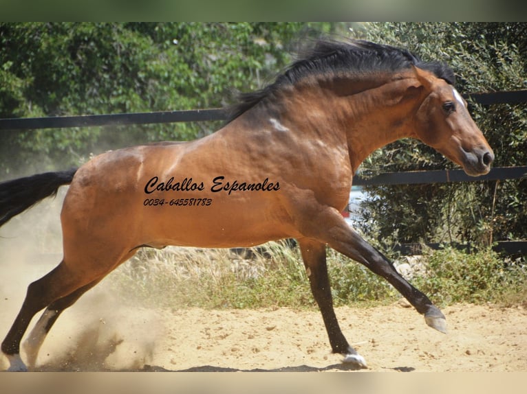 PRE Croisé Étalon 5 Ans 163 cm Buckskin in Vejer de la Frontera