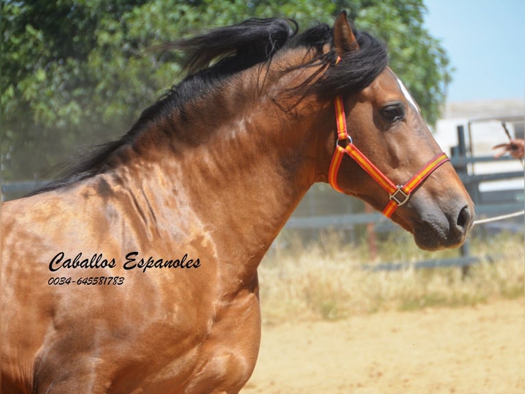PRE Croisé Étalon 5 Ans 163 cm Buckskin in Vejer de la Frontera