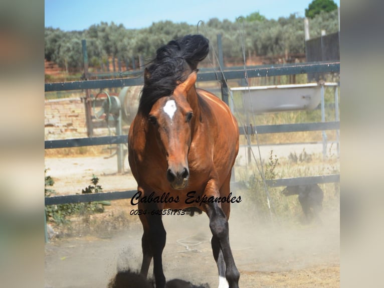 PRE Croisé Étalon 5 Ans 163 cm Buckskin in Vejer de la Frontera