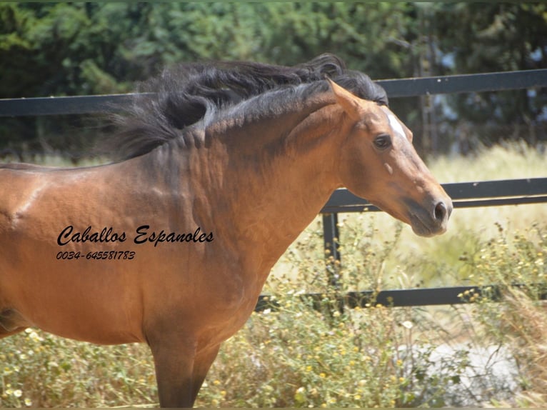 PRE Croisé Étalon 5 Ans 163 cm Buckskin in Vejer de la Frontera