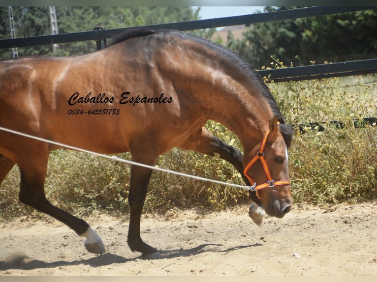PRE Croisé Étalon 5 Ans 163 cm Buckskin in Vejer de la Frontera