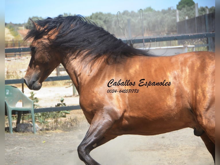 PRE Croisé Étalon 5 Ans 163 cm Buckskin in Vejer de la Frontera
