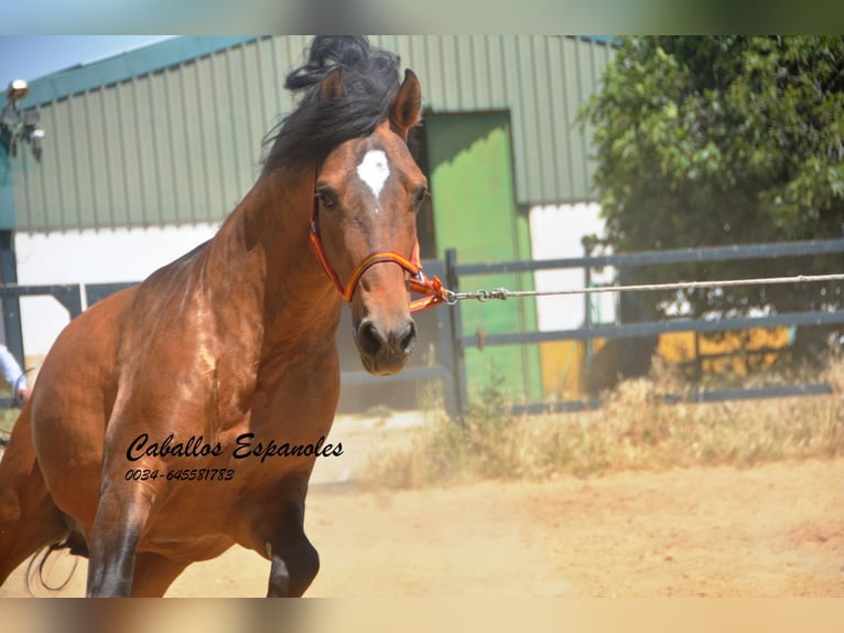 PRE Croisé Étalon 5 Ans 163 cm Buckskin in Vejer de la Frontera