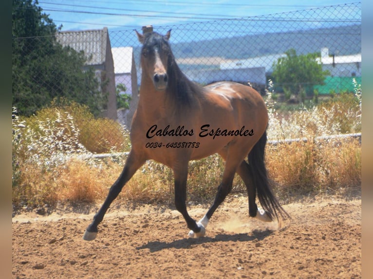 PRE Croisé Étalon 5 Ans 163 cm Buckskin in Vejer de la Frontera
