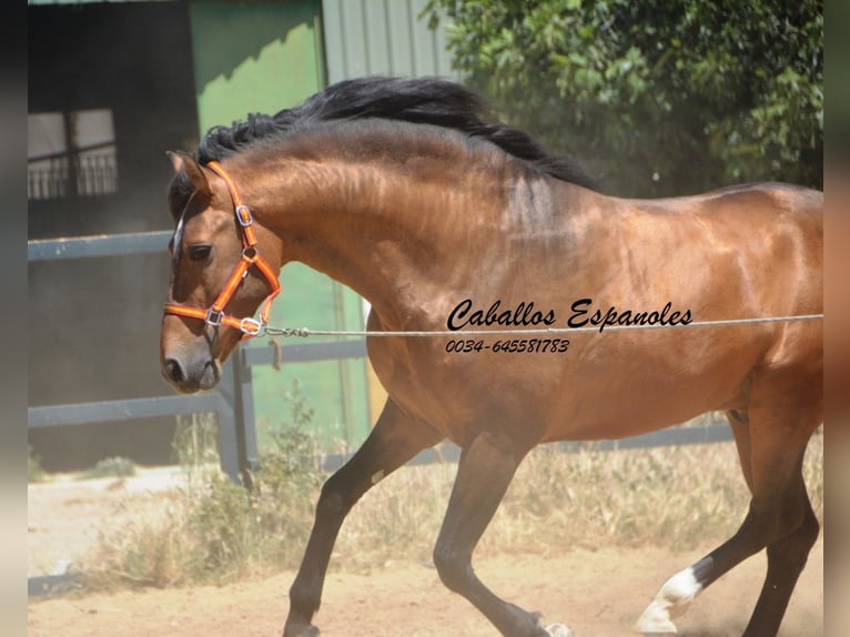 PRE Croisé Étalon 5 Ans 163 cm Buckskin in Vejer de la Frontera