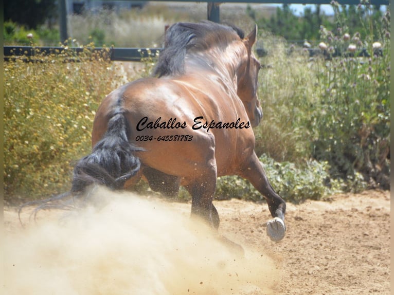 PRE Croisé Étalon 5 Ans 163 cm Buckskin in Vejer de la Frontera