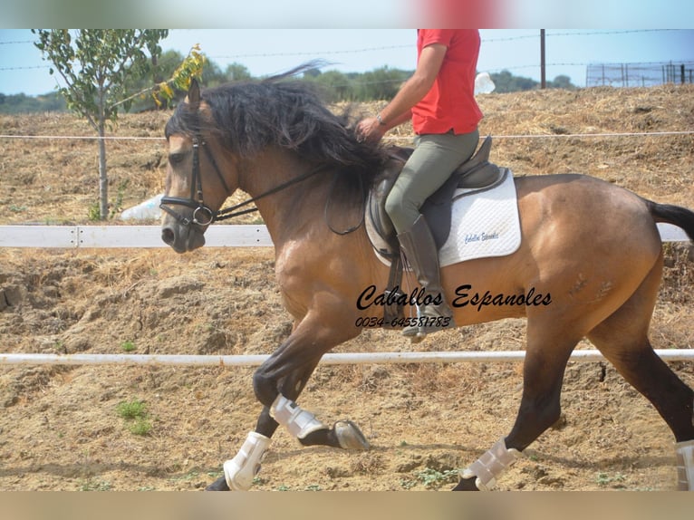 PRE Croisé Étalon 5 Ans 163 cm Buckskin in Vejer de la Frontera