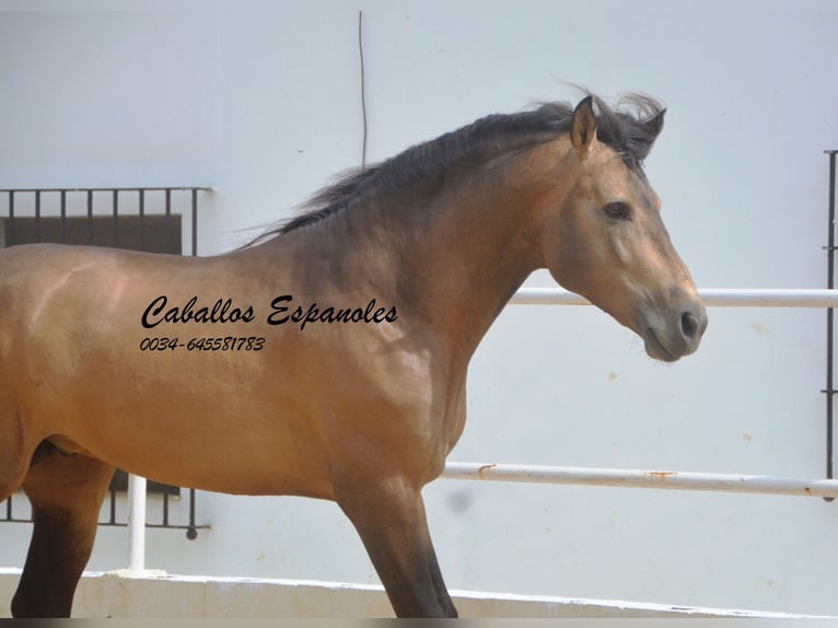 PRE Croisé Étalon 5 Ans 163 cm Buckskin in Vejer de la Frontera