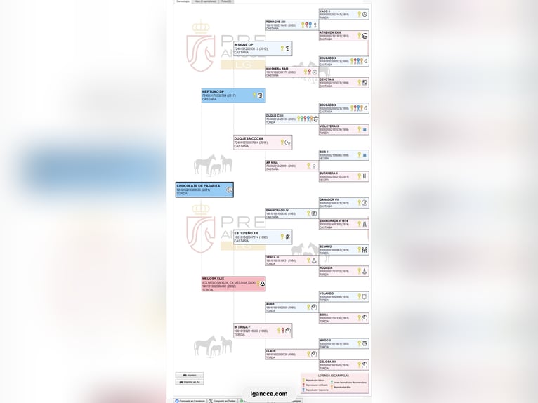 PRE Étalon 5 Ans 163 cm in Murcia