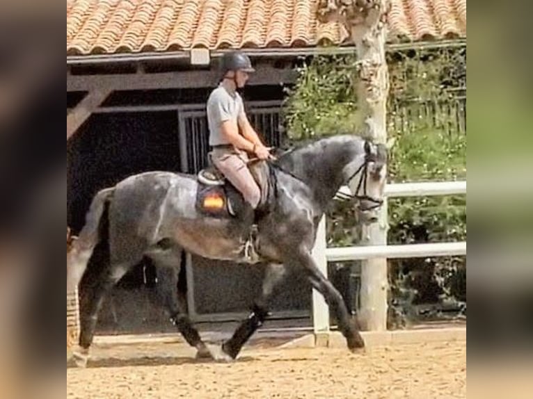 PRE Croisé Étalon 5 Ans 163 cm  in Sevilla
