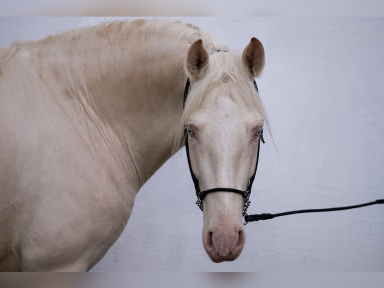 PRE Croisé Étalon 5 Ans 163 cm Cremello in Frankfurt