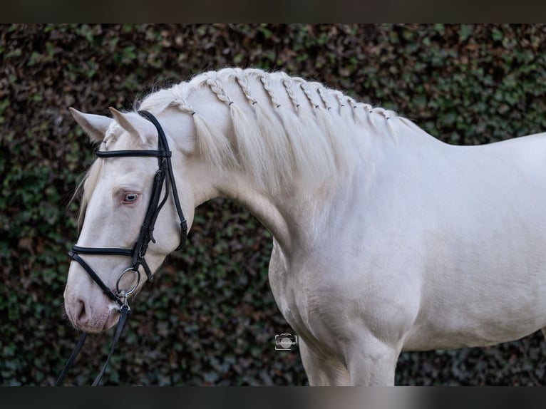 PRE Croisé Étalon 5 Ans 163 cm Cremello in Frankfurt