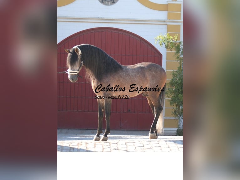 PRE Étalon 5 Ans 163 cm Gris (bai-dun) in Vejer de la Frontera