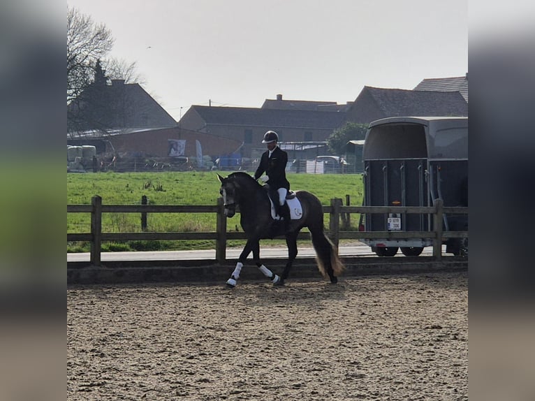 PRE Croisé Étalon 5 Ans 163 cm Gris in Rebecq