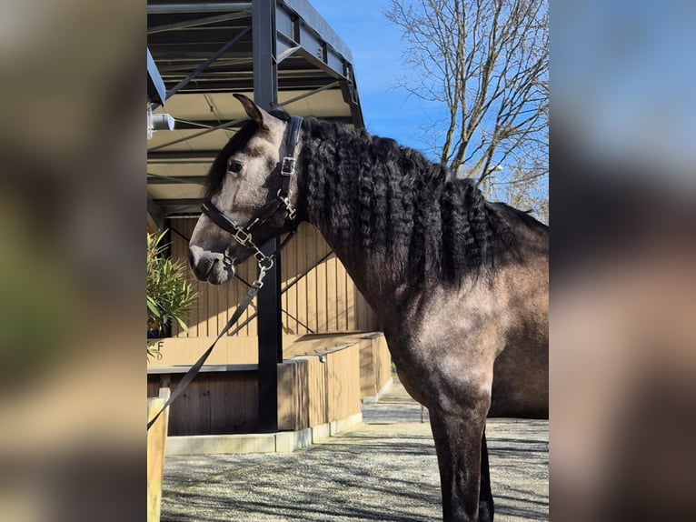PRE Croisé Étalon 5 Ans 163 cm Gris in Rebecq