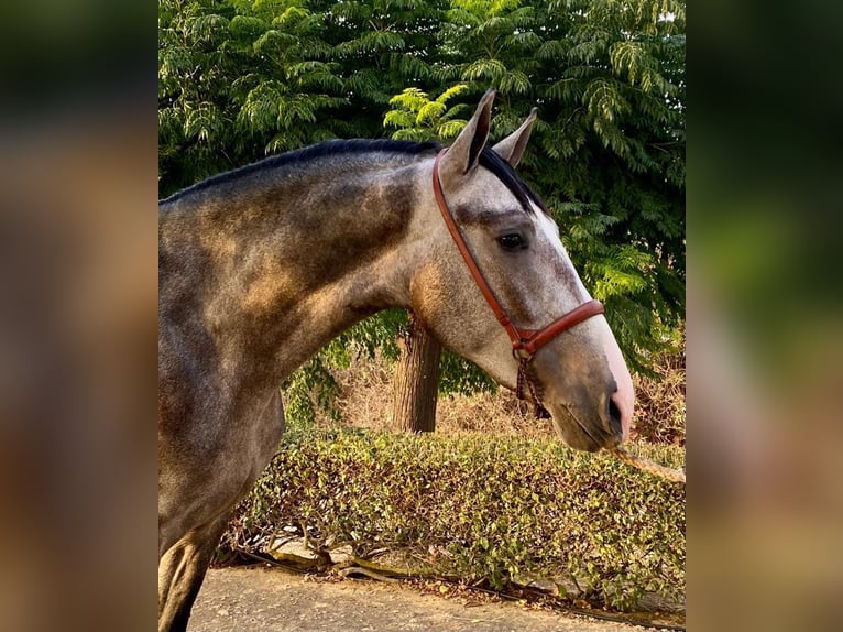 PRE Croisé Étalon 5 Ans 163 cm Gris in Sevilla