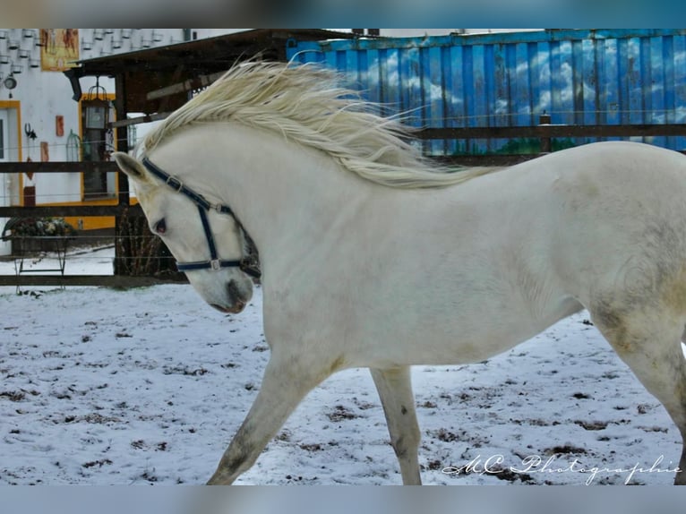 PRE Étalon 5 Ans 163 cm Gris in Polenz