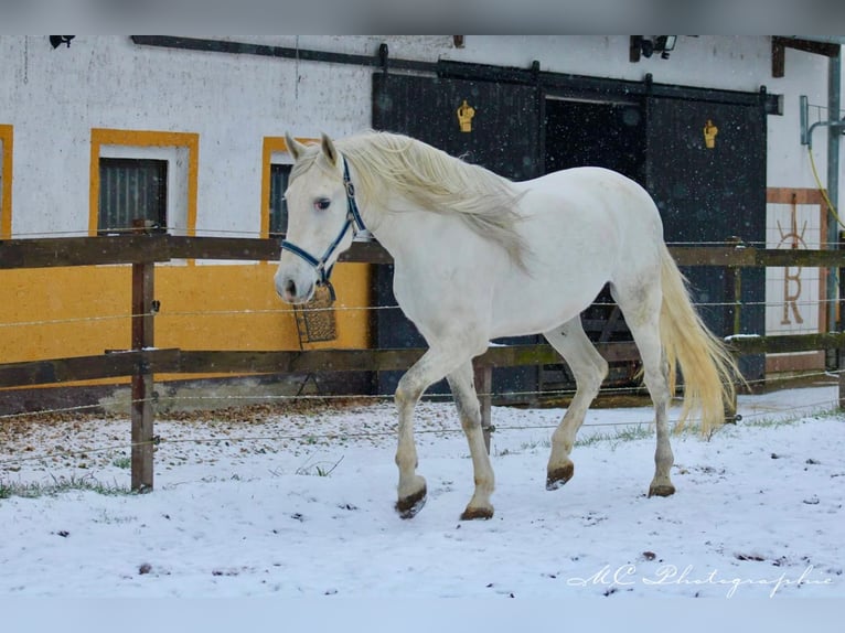 PRE Étalon 5 Ans 163 cm Gris in Polenz