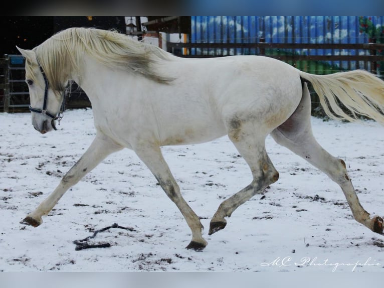 PRE Étalon 5 Ans 163 cm Gris in Polenz