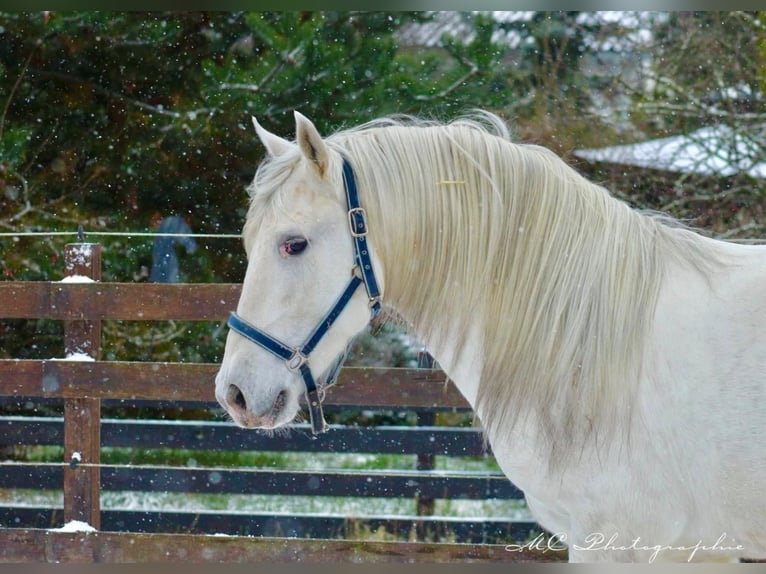 PRE Étalon 5 Ans 163 cm Gris in Polenz