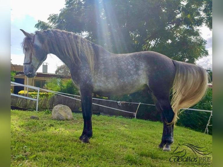 PRE Étalon 5 Ans 163 cm Gris in Barcelona