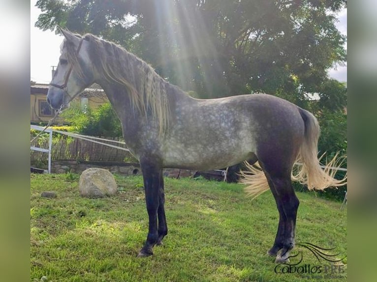 PRE Étalon 5 Ans 163 cm Gris in Barcelona